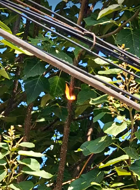 激光清障儀除樹障現(xiàn)場